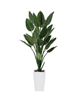 消臭リーフ（ストレチア）